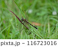 草に止まる麦わらトンボ 116723016