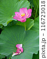 散り始めた蓮の花 116723018