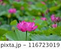蓮の花の群落 116723019
