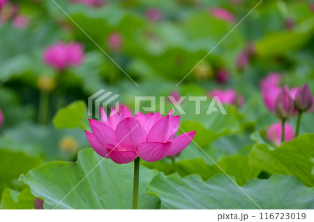 蓮の花の群落 116723019