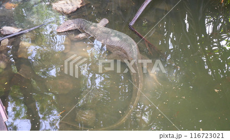 Water monitor crawling in the water Water monitor crawling in the water 116723021