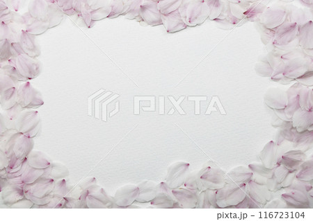 桜の花びらとコピースペース 桜の花びらとコピースペース 116723104