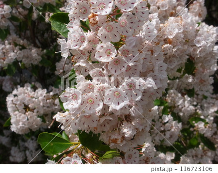 カルミア 116723106