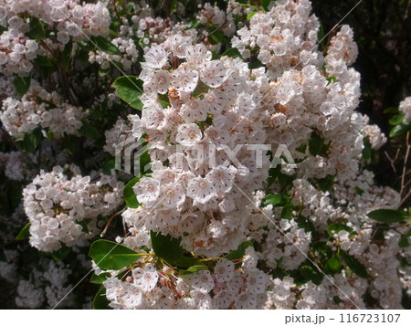 カルミア カルミア 116723107