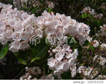 カルミア カルミア 116723110