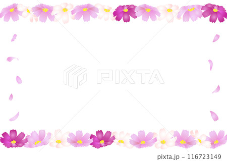 カラフルなコスモスの花と花びらのフレーム素材 カラフルなコスモスの花と花びらのフレーム素材 116723149
