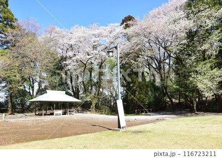 栃木県小山市 城山公園(祇園城跡)の塚田曲輪跡と満開桜 栃木県小山市 城山公園(祇園城跡)の塚田曲輪跡と満開桜 116723211