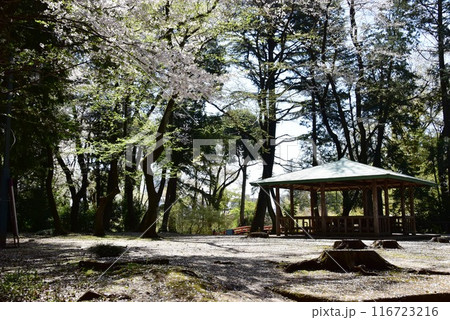 栃木県小山市 城山公園(祇園城跡)の中曲輪跡と満開桜と東屋 栃木県小山市 城山公園(祇園城跡)の中曲輪跡と満開桜と東屋 116723216