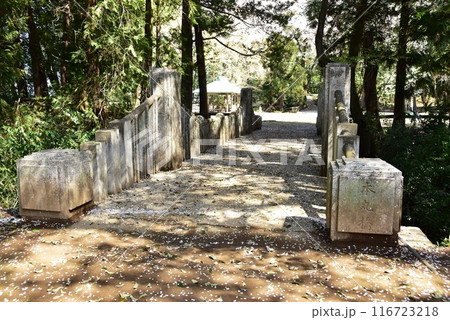 栃木県小山市　城山公園（祇園城跡）の本丸橋と満開桜 116723218