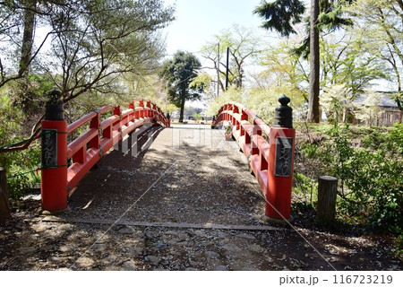 栃木県小山市　城山公園（祇園城跡）の祇園橋と満開桜 116723219