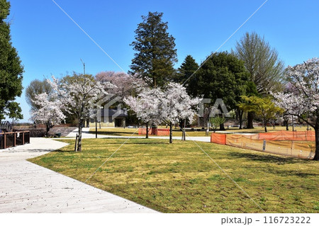 栃木県小山市　城山公園（祇園城跡）の散策路と満開桜 116723222