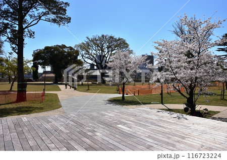 栃木県小山市 城山公園(祇園城跡)の散策路と満開桜 栃木県小山市 城山公園(祇園城跡)の散策路と満開桜 116723224