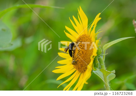 満開のヒマワリの花粉を集めるタイワンタケクマバチ 116723268