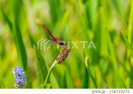 あまりの暑さにオベリスクポーズで放熱するショウジョウトンボ 116723272