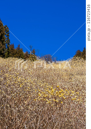 春の森林で咲くミツマタの群生地 116723416