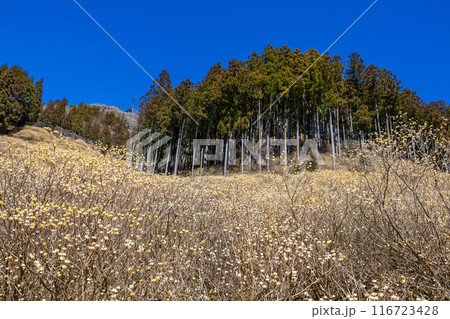 春の森林で咲くミツマタの群生地 116723428