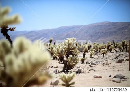 アメリカの風景・ジョシュアツリー国立公園　Joshua Tree National Park 116723480