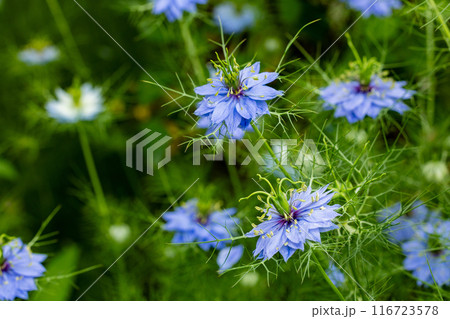 ガーデンで咲く美しいニゲラの花 116723578