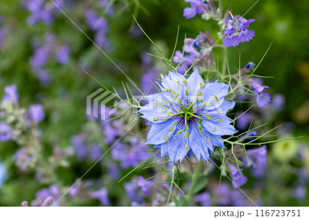 ガーデンの美しいニゲラの花とキャットミントの花 116723751