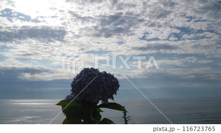 満開の紫陽花と日本海 116723765