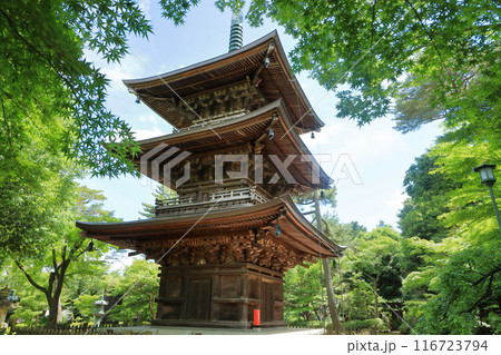 豪徳寺の新緑の三重塔　東京都世田谷区 116723794