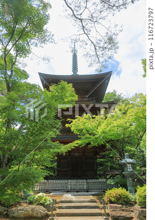 豪徳寺の新緑の三重塔 東京都世田谷区 豪徳寺の新緑の三重塔 東京都世田谷区 116723797