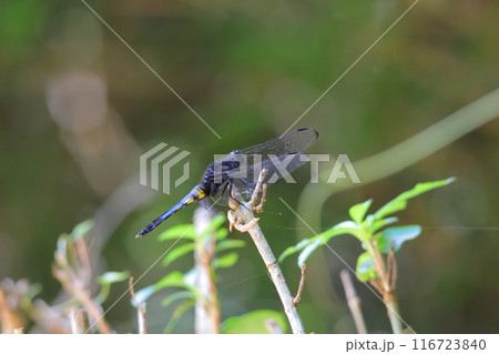 草に止まるトンボ 116723840