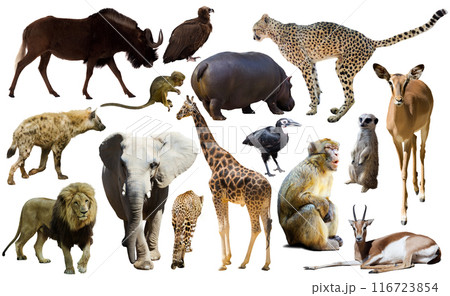 Collage with African mammals and birds 116723854
