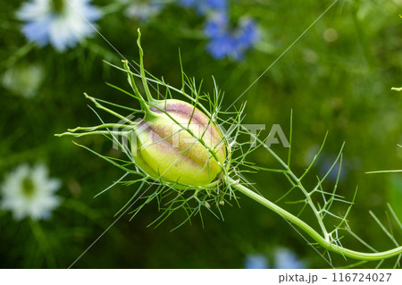 ガーデンのニゲラの不思議な形の種 ガーデンのニゲラの不思議な形の種 116724027