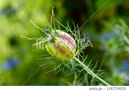ガーデンのニゲラの不思議な形の種 ガーデンのニゲラの不思議な形の種 116724028