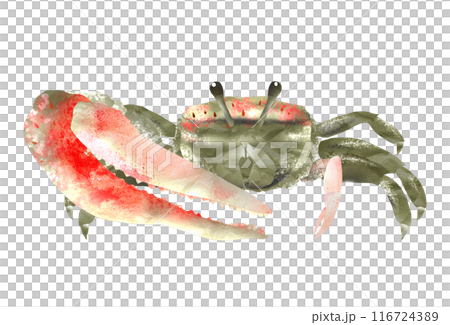 招潮蟹掃過沙灘，用大剪刀招來潮水。 116724389