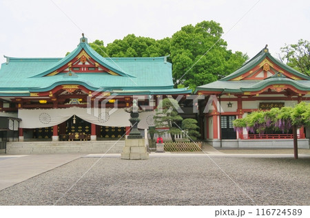 藤の咲く日枝神社 東京 藤の咲く日枝神社 東京 116724589