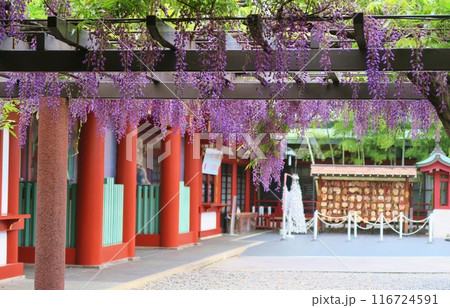 日枝神社の藤の花　東京 116724591