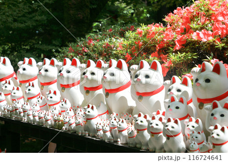 豪徳寺の招き猫 東京都世田谷区 豪徳寺の招き猫 東京都世田谷区 116724641