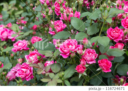 ガーデンで美しく咲くピンクダブルノックアウトの花 116724671