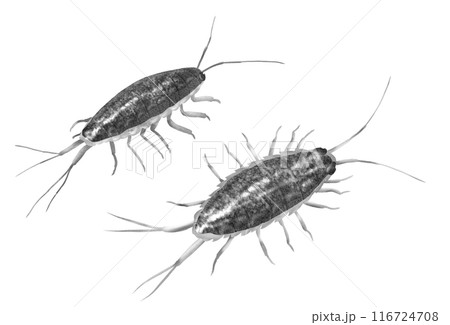 海のお掃除屋フナ虫たまに魚の餌になるでもゴキブリじゃない 海のお掃除屋フナ虫たまに魚の餌になるでもゴキブリじゃない 116724708