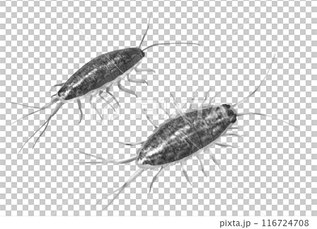 海のお掃除屋フナ虫たまに魚の餌になるでもゴキブリじゃない 海のお掃除屋フナ虫たまに魚の餌になるでもゴキブリじゃない 116724708