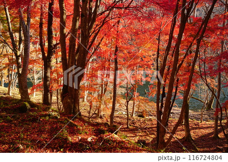 午後の日差しを受けて赤く映える紅葉の樹林風景　Ver3 116724804