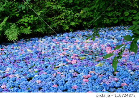 美しい森の中の紫陽花池 みちのくあじさい園 岩手県 美しい森の中の紫陽花池 みちのくあじさい園 岩手県 116724875
