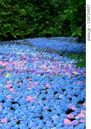 一面に紫陽花を浮かべた森の中の池　みちのくあじさい園　岩手県 116724927