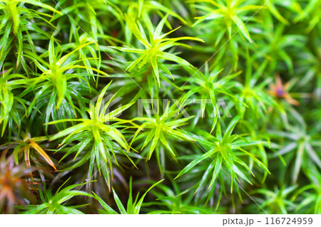 画像中央部に焦点を定めて、緑色の杉苔を撮影した写真 116724959