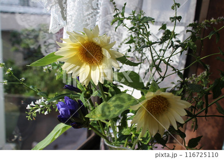 窓辺の花瓶に飾った白いヒマワリ 116725110