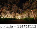 なばなの里 夜のしだれ梅 116725112