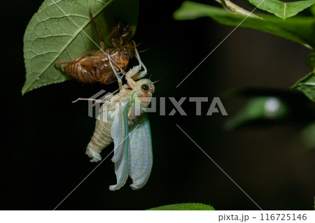 森の夜のアブラゼミの羽化 116725146