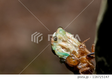 森の夜のアブラゼミの羽化 森の夜のアブラゼミの羽化 116725147