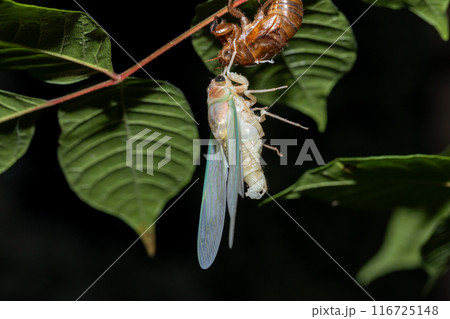 森の夜のアブラゼミの羽化 116725148