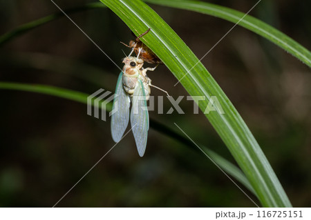 森の夜のアブラゼミの羽化 116725151