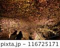 なばなの里 河津桜のライトアップ 116725171