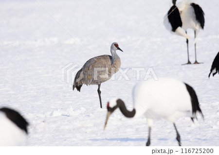 真冬のタンチョウと過すカナダヅル 真冬のタンチョウと過すカナダヅル 116725200