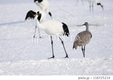 真冬のタンチョウと過すカナダヅル 116725214
